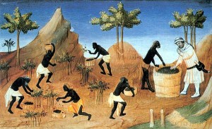 Récolte du poivre en Égypte Récolte du poivre en Égypte
