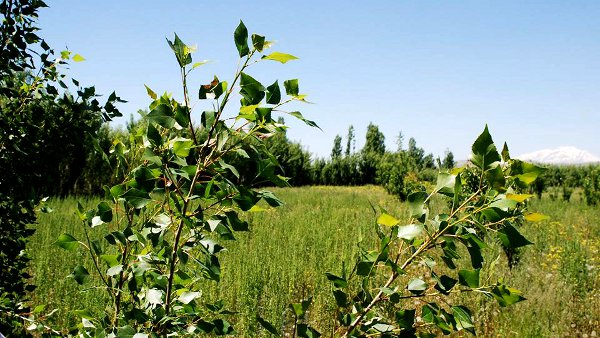 Turquie : forêts kurdes dévastées