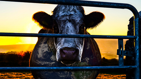 « Cowspiracy » :  un documentaire choc sur l&rsquo;impact de la consommation de viande sur l&rsquo;environnement