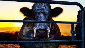 cowspiracy-cow-600