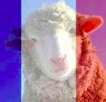 moutonfrançais